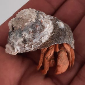 Peut inclure: Un petit bernard-l'ermite avec des pinces et des pattes orange sort d'une coquille texturée, grise et blanche. La coquille a un aspect rugueux et vieilli. Le crabe est tenu dans une main.