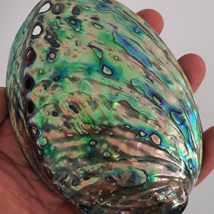 Op de afbeelding: Een ovale abalone schelp met een sterk iriserend oppervlak met wervelende patronen van levendige groene, blauwe en paarse tinten. De schelp vertoont een natuurlijke parelmoerglans en een reeks kleine, uitgelijnde gaatjes langs één rand.