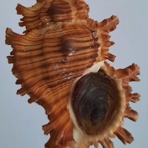 Shellfish: Murex torrefactus with its operculum