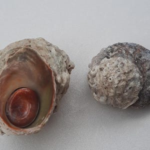 Könnte beinhalten: Zwei Muscheln, eine mit einer hellbraunen und weißen Außenseite und einem roten Inneren, die andere mit einer grauen und weißen Außenseite.