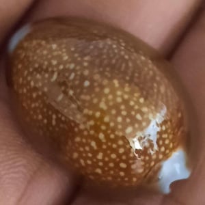 Könnte beinhalten: Eine glatte, oval geformte Kaurischnecke mit einer glänzenden, warmbraunen Oberfläche, die mit einem dichten Muster aus kleinen, weißen, kreisförmigen Punkten bedeckt ist. Die Schale hat eine schmale, längliche Öffnung mit weißem Rand.