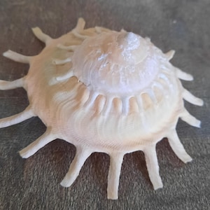 Könnte beinhalten: Eine cremefarbene Muschel mit einer stacheligen, sternartigen Form. Die Schale hat eine spiralförmige Mitte und strahlenförmige, fingerartige Vorsprünge. Die Oberfläche hat ein strukturiertes Aussehen mit subtilen Farbvariationen.
