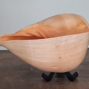 Può includere: Una grande conchiglia liscia color pesca chiaro con un'ampia apertura e una superficie esterna naturale e strutturata. La conchiglia è sostenuta da un piccolo supporto in metallo nero a tre gambe che la solleva dalla superficie.
