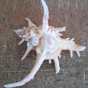Shellfish: Murex cervicornis