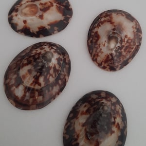 May include: Four brown and white oval-shaped seashells with a mottled pattern. The shells are smooth and glossy.