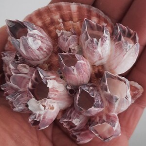 Shell: Pecten nobilis with barnacle amalgam #1