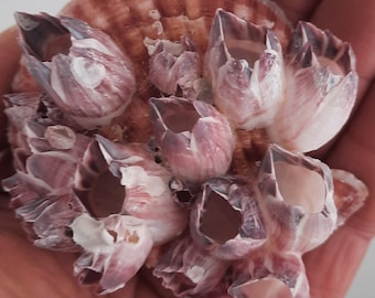 Shell: Pecten nobilis with barnacle amalgam #1