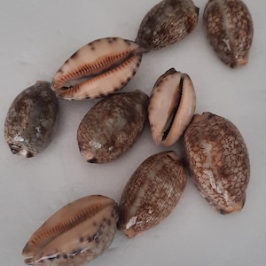 Peut inclure: Un assortiment de coquillages de différentes formes et tailles. Les coquillages présentent une variété de couleurs, notamment le marron, le beige et le crème, certains affichant des motifs tachetés. Les surfaces sont lisses ou texturées.