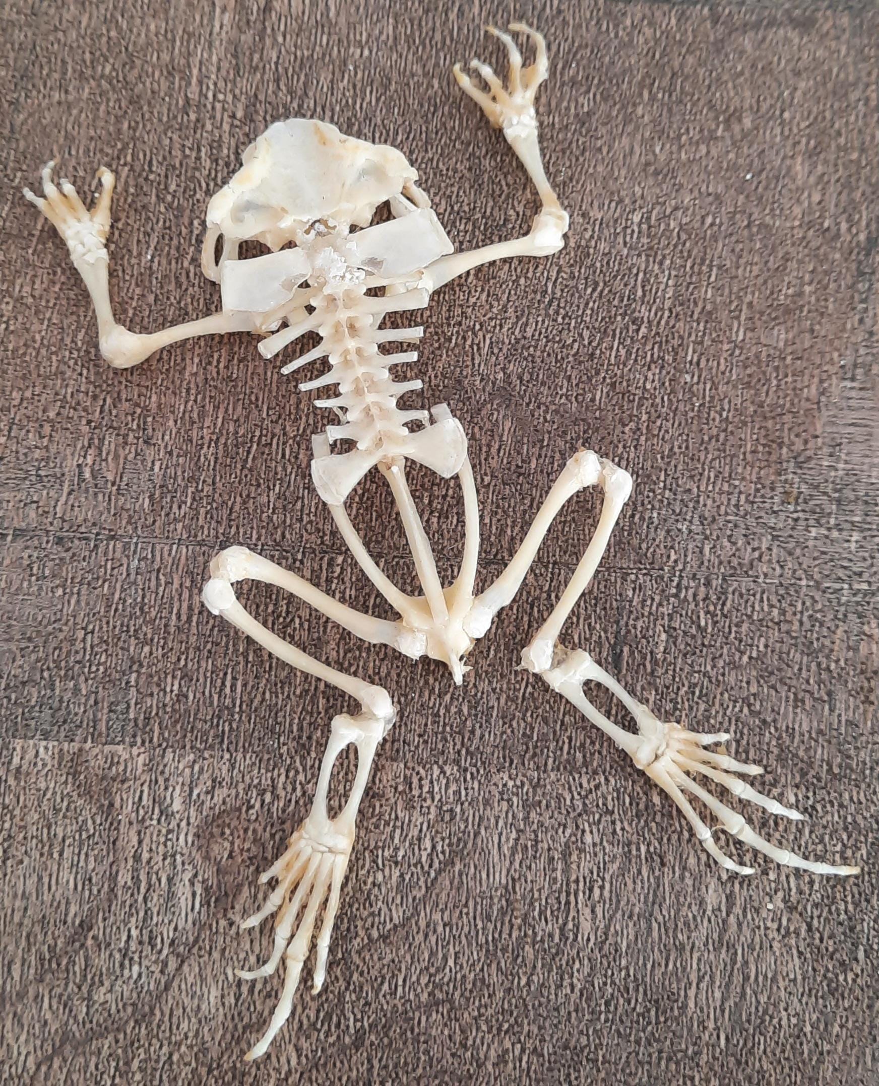 Taxidermy, Curiosity: Frog Skeleton - Etsy