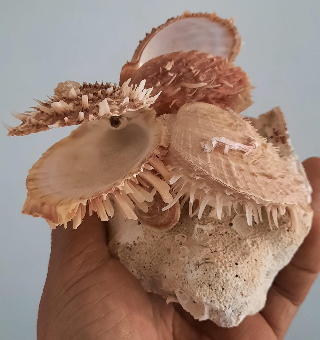 Shell: Amalgam of Spondylus #77 - Etsy