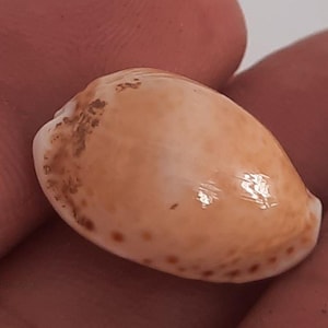 Op de afbeelding: Een gladde, ovaalvormige kaurischelp met een glanzend, lichtbruin oppervlak met donkerdere bruine vlekken en een duidelijke, getextureerde rand. De schelp heeft een natuurlijke, gepolijste uitstraling met een gebogen, langwerpige vorm.