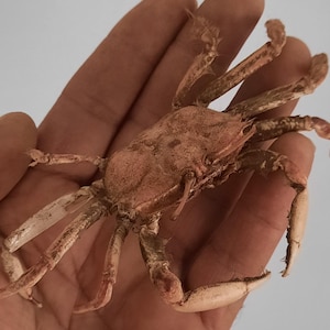 May include: A dried, preserved crab specimen with a textured, light brown and tan exoskeleton. The crustacean features a central carapace with a mottled surface, multiple jointed legs extending outward, and two front claws with visible serrated edges.