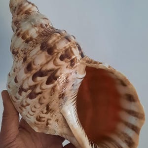 May include: A large, natural seashell with a spiral shape and a wide opening. The shell features a cream and brown mottled pattern, with a smooth, glossy texture. The interior of the shell has a warm orange hue. A decorative item.