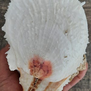 Peut inclure: Un grand coquillage blanc avec une surface texturée et des protubérances pointues. La coquille présente une tache brun rougeâtre et un intérieur beige et brun. La coquille est tenue dans une main.