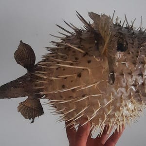 May include: A preserved pufferfish with a spiky, tan body and a tail fin. The fish has googly eyes attached, giving it a whimsical appearance. The fins and tail are a darker brown, and the fish is held by a hand.