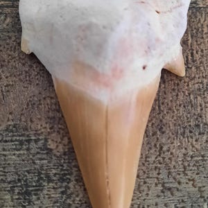 May include: A large, fossilized shark tooth with a cream-colored top and a tan-colored base. The tooth has a triangular shape with a pointed tip and serrated edges. The fossil is likely from a prehistoric shark.