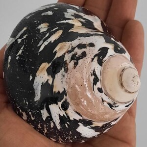 Peut inclure: Un grand coquillage en spirale avec un motif tacheté noir et blanc. L'ouverture de la coquille révèle un intérieur rose clair et crème. La coquille est tenue dans une main, mettant en valeur sa taille et sa texture.
