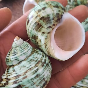 Peut inclure: Gros plan sur deux coquillages en spirale avec des motifs verts, bruns et blancs. Les coquillages sont tenus dans une main, avec d'autres coquillages visibles en arrière-plan. Les coquillages ont une texture lisse et brillante.