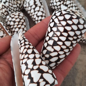 Puede incluir: Una colección de conchas marinas en forma de cono con un patrón distintivo de marcas blancas y marrón oscuro. Las conchas se sostienen en una mano, mostrando su forma y coloración únicas. Las conchas tienen una textura suave y brillante.