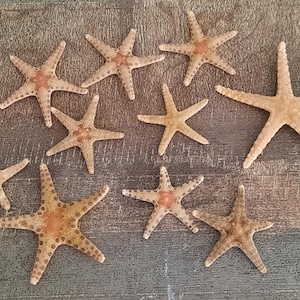 Può includere: Una collezione di dieci stelle marine essiccate di varie dimensioni, ognuna con cinque braccia e una superficie ruvida punteggiata di marrone e beige. Le stelle marine sono disposte in modo sparso, mostrando variazioni naturali di colore.