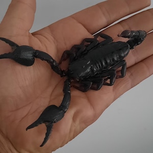 May include: A black scorpion with a segmented body and long, thin legs. The scorpion is held in a person's hand.