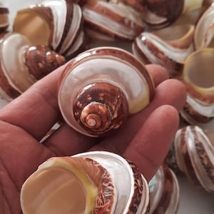 Może przedstawiać: Kolekcja spiralnych muszli z brązowymi i białymi paskami. Muszle mają perłowe wnętrze i są trzymane w dłoni. Muszle są produktem naturalnym i prawdopodobnie służą do celów dekoracyjnych.