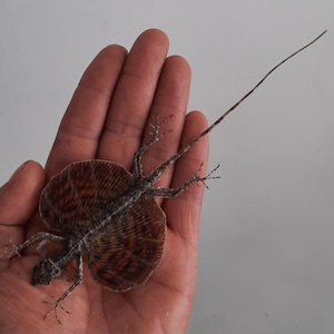 Op de afbeelding: Een bruine en bruine vliegende hagedis met een grote, vleugelachtige structuur en een lange, dunne staart. De hagedis rust in een open hand en toont zijn ingewikkelde patronen en delicate kenmerken. De vleugels van de hagedis zijn een opvallende weergave van kleur en textuur.