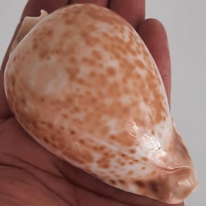 Könnte beinhalten: Eine große, birnenförmige Muschel mit glatter, glänzender Oberfläche. Die Schale ist überwiegend cremefarben, mit zahlreichen kleinen, unregelmäßigen braunen Flecken. Die Öffnung der Schale ist dunkler braun. Die Schale wird in einer Hand gehalten.