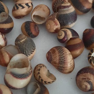 Coquillage : lot de 50 nérites multicolores