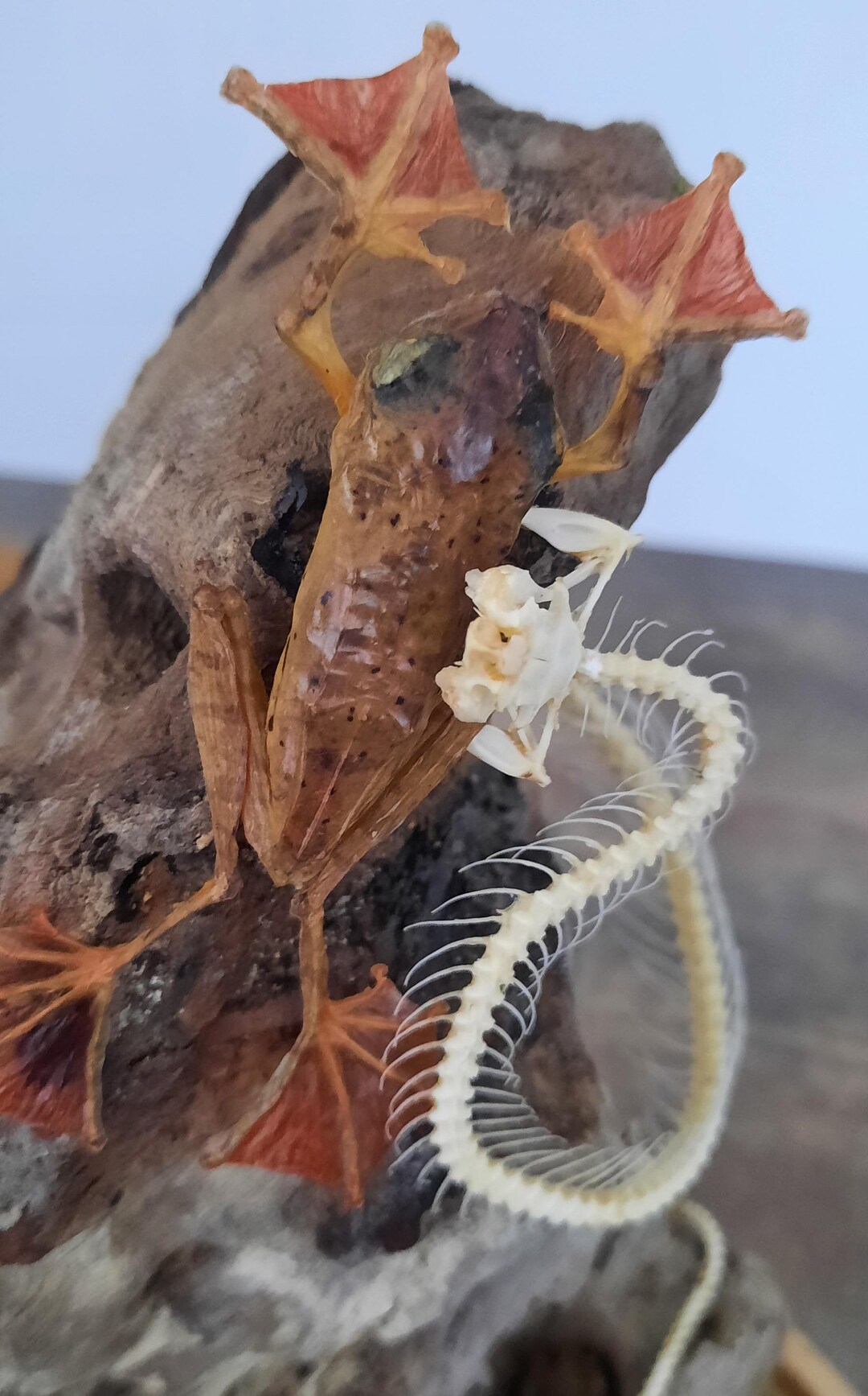 Curiosity, Taxidermy: Attack of Snake Skeleton Under Globe - Etsy