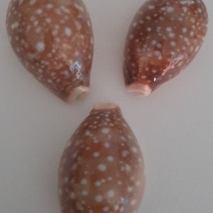 Shell: set of 3 cypraea vittelus