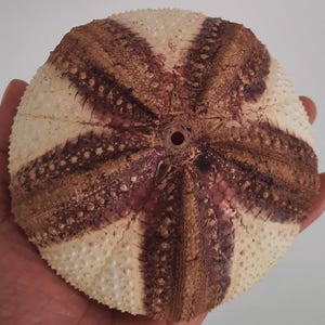 Puede incluir: Un caparazón de erizo de mar redondo con un patrón radial de bandas texturizadas que alternan entre color crema y marrón oscuro. La superficie está cubierta de pequeñas protuberancias uniformes y una pequeña abertura circular está centrada.