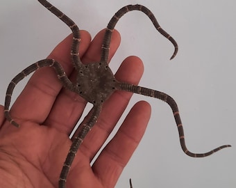 Concha marina, erizo de mar, estrella de mar: magnífica estrella de mar negra quebradiza.