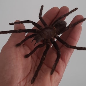 May include: A large, dark brown tarantula with multiple legs and a hairy body. The spider is resting on a hand, showcasing its size and intricate details. The arachnid's legs are spread out, and its body is in focus.