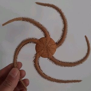 Peut inclure: Une étoile de mer fragile brune avec six longs bras minces rayonnant d'un disque central. Les bras sont recouverts de petites épines, et le disque a une surface texturée. L'étoile de mer fragile est tenue par une main sur fond blanc.
