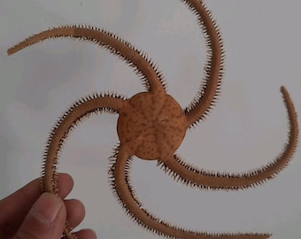May include: A brown brittle star with six long, slender arms radiating from a central disc. The arms are covered in small spines, and the disc has a textured surface. The brittle star is held by a hand against a white background.