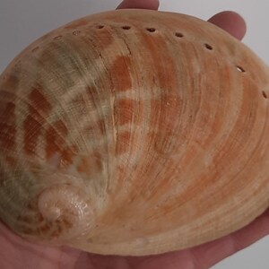 Könnte beinhalten: Eine große, braune Abalone-Schale mit perlmuttartigem Inneren. Die Schale hat eine Reihe von Löchern, die um den Rand gebohrt sind.