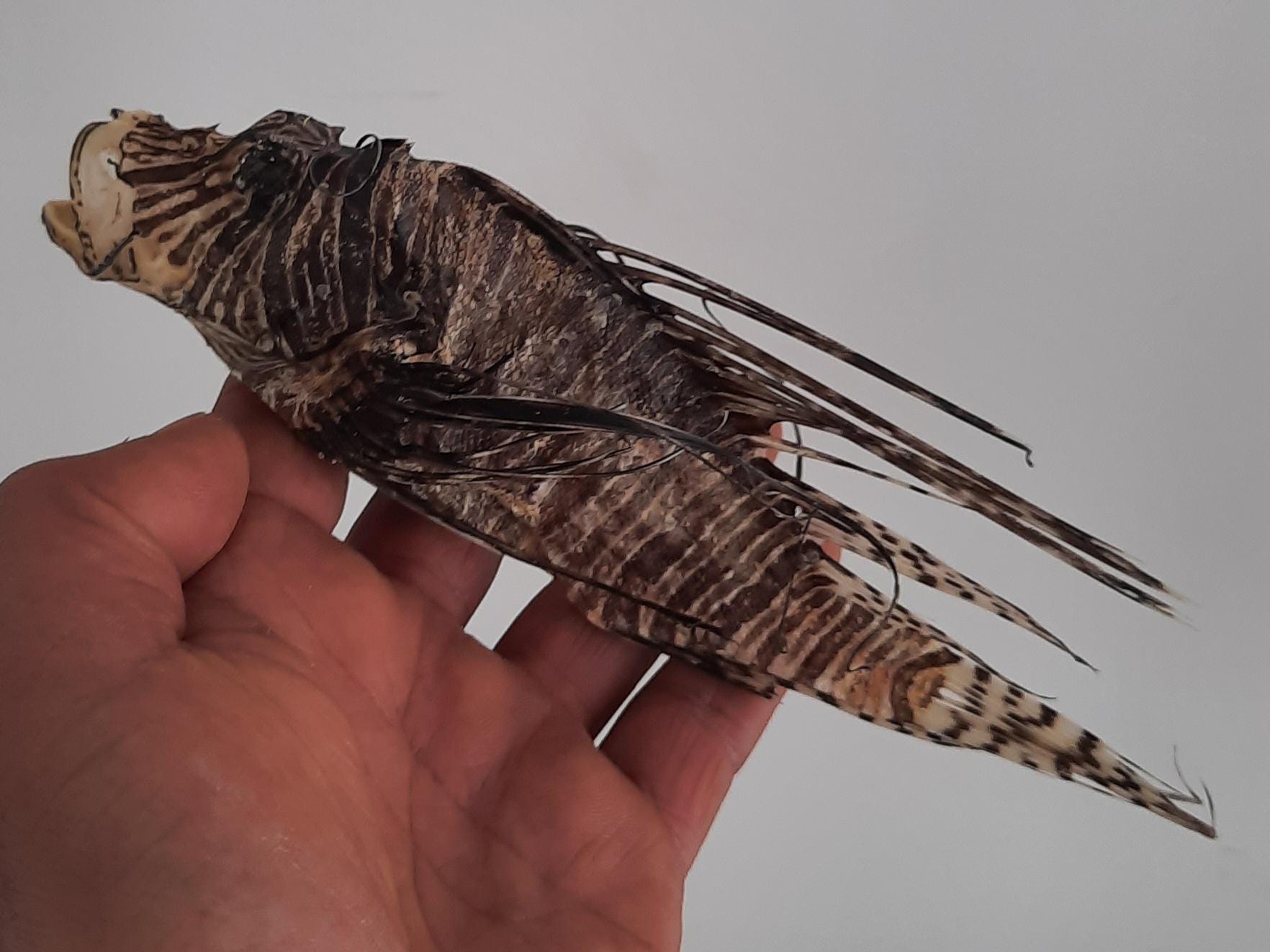 Piranha fish taxidermy - Etsy 日本