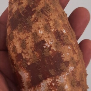 Op de afbeelding: Een kegelschelp met een gevlekt patroon van donkerbruine en crèmekleurige vlekken. Het oppervlak van de schelp heeft een getextureerd, licht korrelig uiterlijk met een taps toelopende, langwerpige vorm en een gladde, afgeronde top aan het uiteinde.