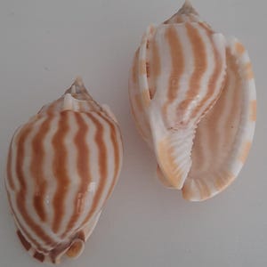 Op de afbeelding: Twee schelpen met bruine en witte strepen. De schelpen zijn open en laten de binnenkant van de schelp zien.