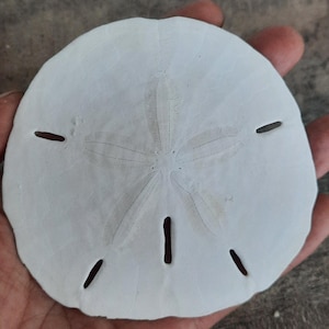 Shell: large sand dollar
