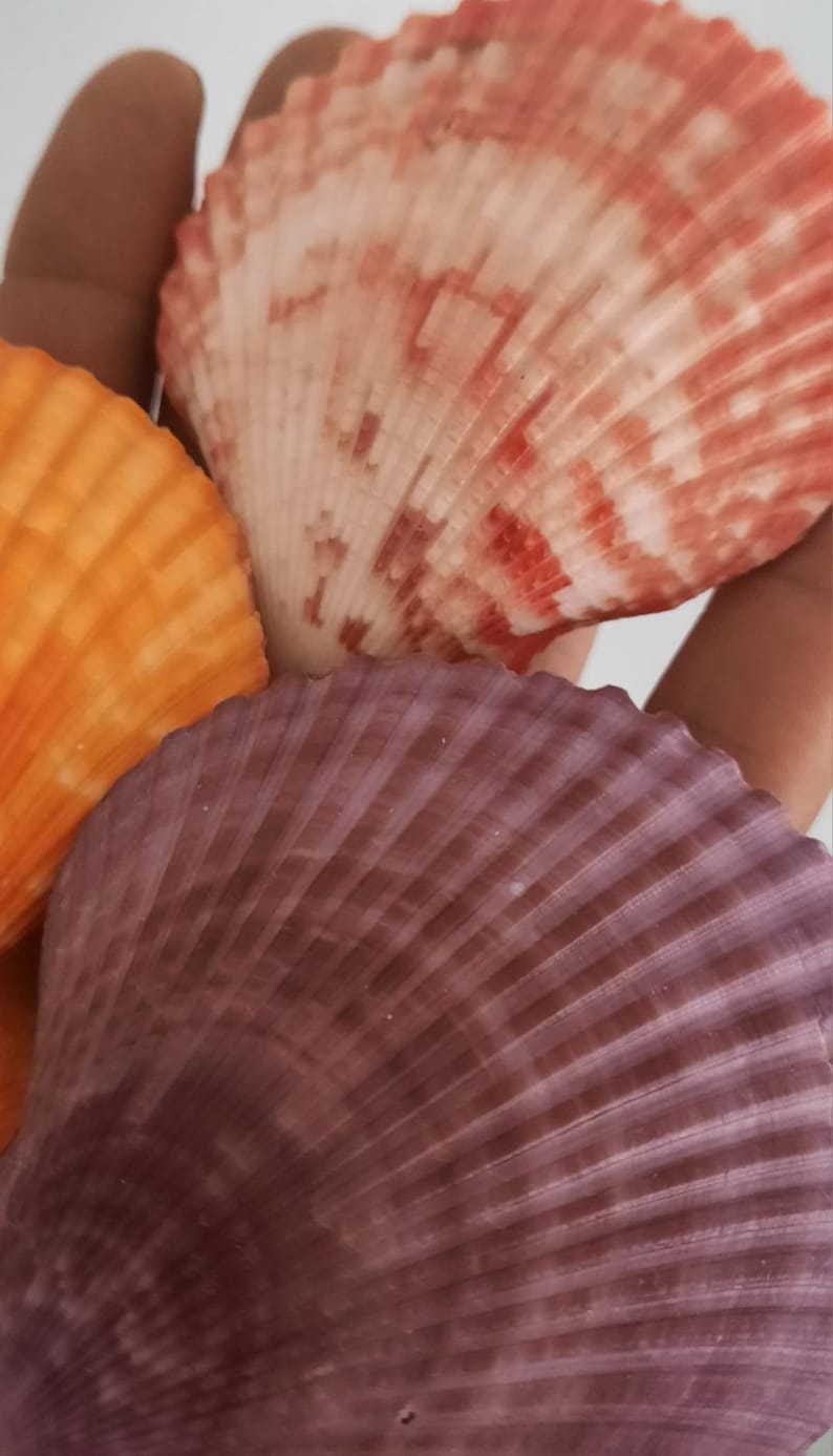 Shell: Set of 3 Pecten Nobilis in Different Colors - Etsy