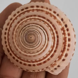 Shell: Architectonica perspectiva