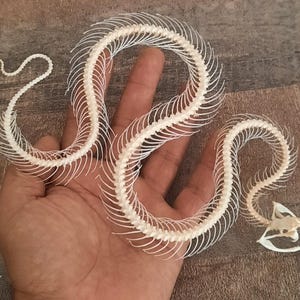 May include: A close-up of a snake skeleton, displaying the delicate bone structure. The skeleton is a pale cream colour, with each vertebra and rib clearly visible. The snake's skull is also present, adding to the realism of the display.