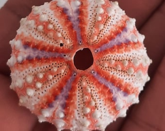 ウニ Coelopleurus exquisitus 28 mm - 希少海洋標本 - 珍品