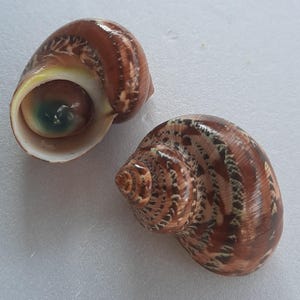 Coquillages turbo petholatus polis - 4 à 5 cm - Lot de 2