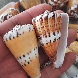 Peut inclure: Gros plan sur plusieurs coquillages, présentant une variété de formes et de motifs. Les coquillages présentent un mélange de couleurs, dont le blanc, le marron et l'orange. Certains coquillages ont une forme conique, tandis que d'autres sont plus allongés.