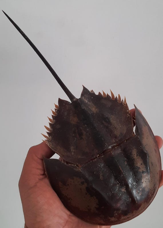 アメリカ カブトガニの本物剥製 カニ ホビー・楽器・アート アメリカ産