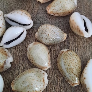 Puede incluir: Una colección de conchas de cauri en varios tonos de blanco y marrón con manchas marrones. Las conchas están dispuestas sobre una superficie de madera.