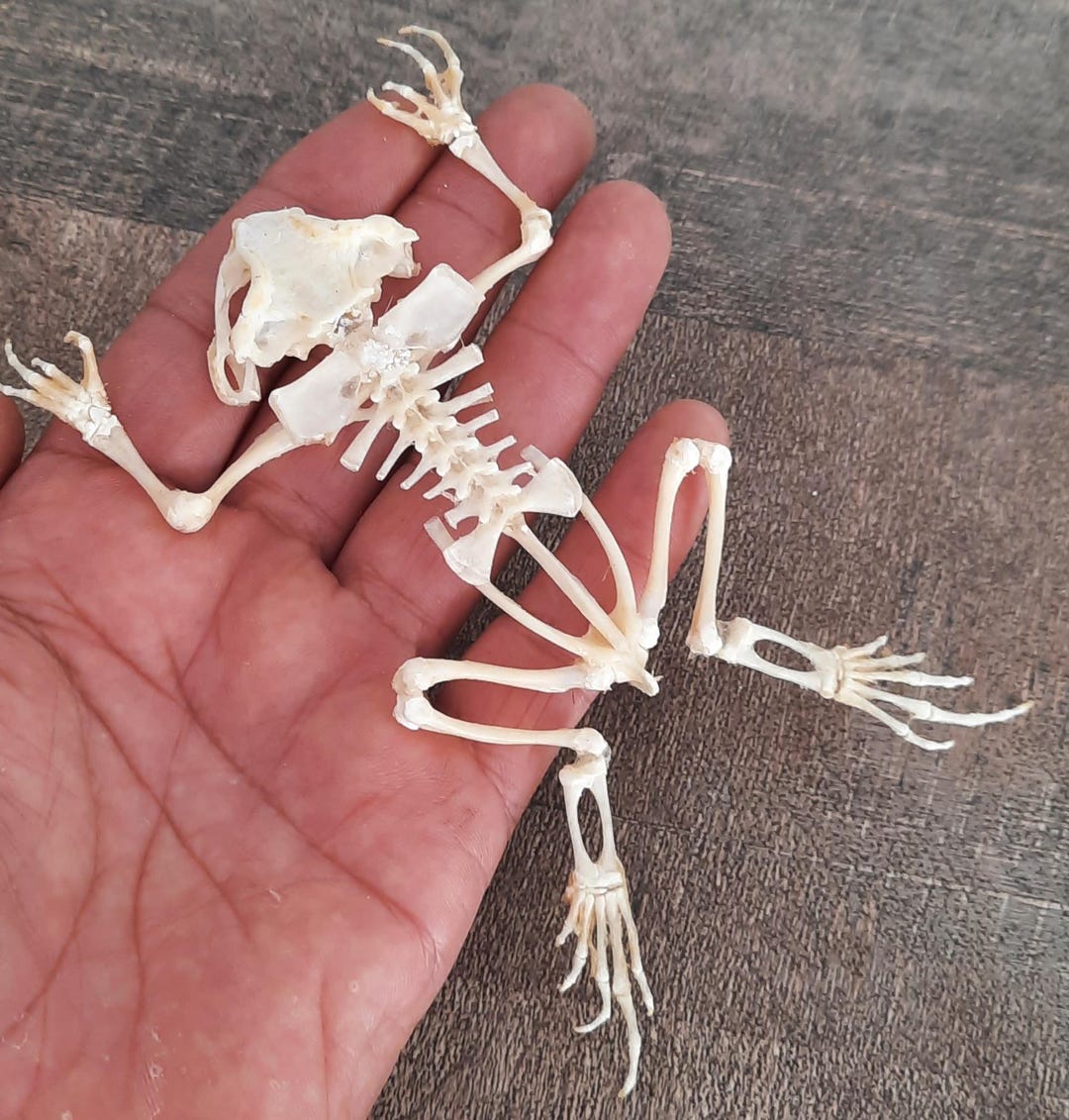 Taxidermy, Curiosity: Frog Skeleton - Etsy